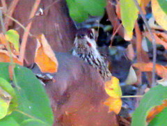 Campethera abingoni abingoni