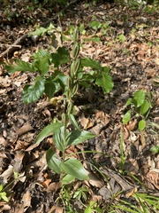 Cephalanthera damasonium