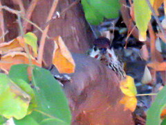 Campethera abingoni abingoni