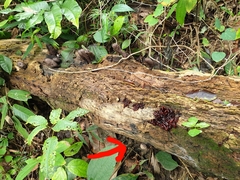 Phaeotremella foliacea