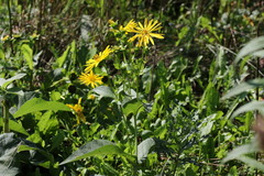 Silphium