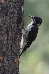 Picoides dorsalis