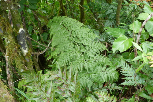 Asplenium gibberosum observed 2015-07-29