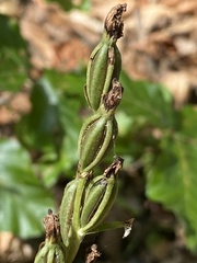 Cephalanthera damasonium