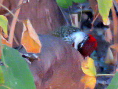 Campethera abingoni abingoni