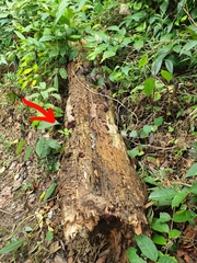 Phaeotremella foliacea