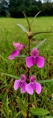 Impatiens balsamina
