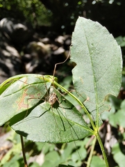 Leiobunum blackwalli