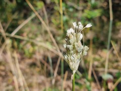Allium paniculatum