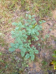 Tephrosia virginiana