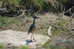 Nyctanassa violacea