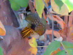 Campethera abingoni abingoni