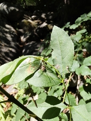 Leiobunum blackwalli