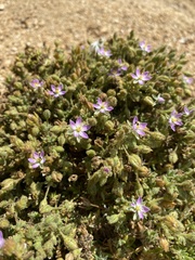 Spergularia macrotheca