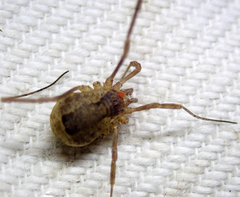Opiliones