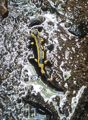 Salamandra