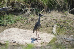 Nyctanassa violacea