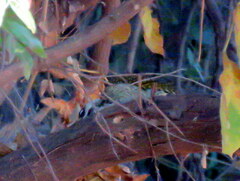 Campethera abingoni abingoni