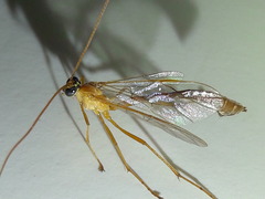 Enicospilus