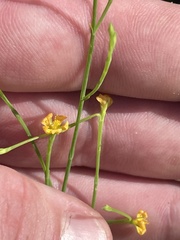 Hypericum gentianoides
