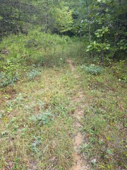 Tephrosia virginiana
