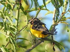 Icterus wagleri