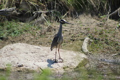 Nyctanassa violacea