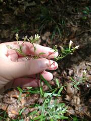 Sericocarpus linifolius