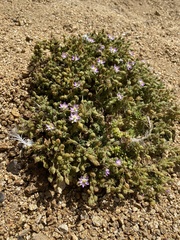 Spergularia macrotheca
