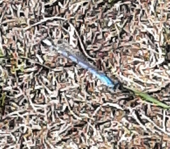 Enallagma cyathigerum