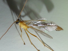 Enicospilus