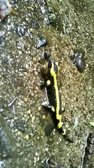 Salamandra