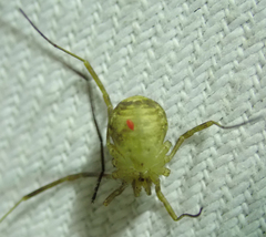 Opiliones