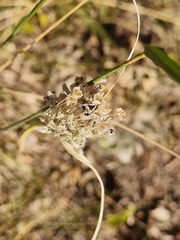 Allium paniculatum