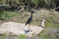 Nyctanassa violacea