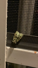 Lacinipolia explicata