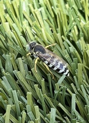 Bembix americana comata