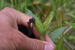 Cypripedium parviflorum