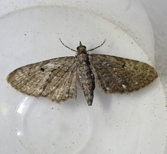 Eupithecia tripunctaria