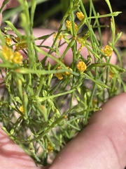 Hypericum gentianoides