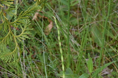 Equisetum fluviatile