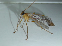 Enicospilus
