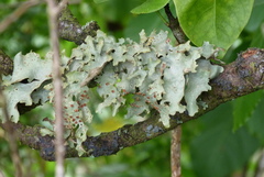 Sticta caperata