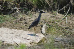 Nyctanassa violacea