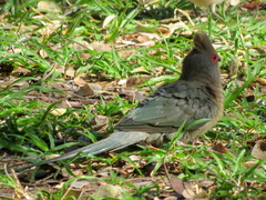 Urocolius indicus transvaalensis