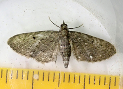 Eupithecia tripunctaria