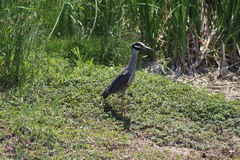 Nyctanassa violacea