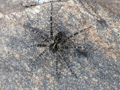 Dolomedes scriptus
