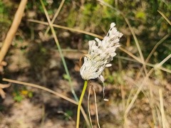 Allium paniculatum