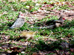 Urocolius indicus transvaalensis